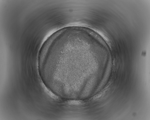 X0000096700998200802261600