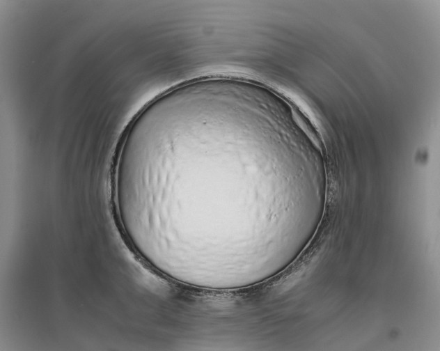 X0000096700999200802261600