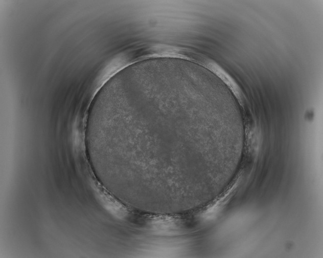 X0000096701002200802261600