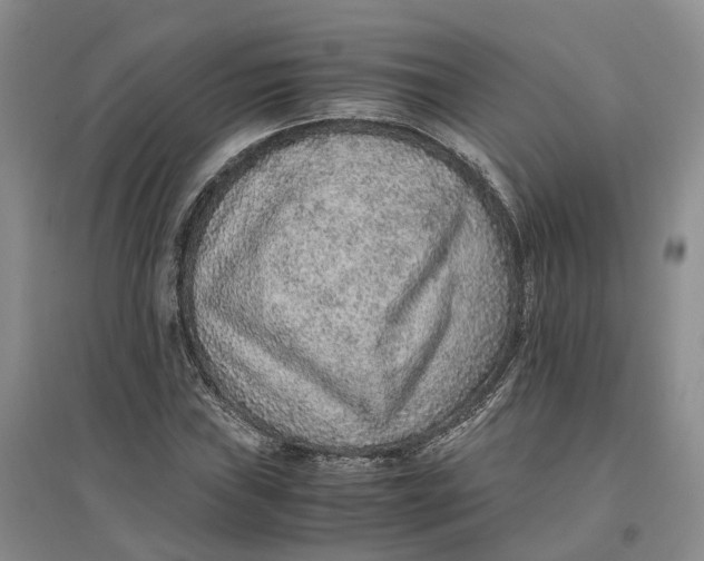 X0000096701019200802261600
