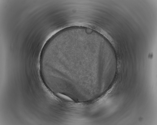 X0000096701028200802261600