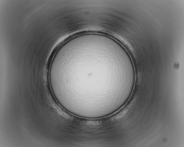X0000096701029200802261600