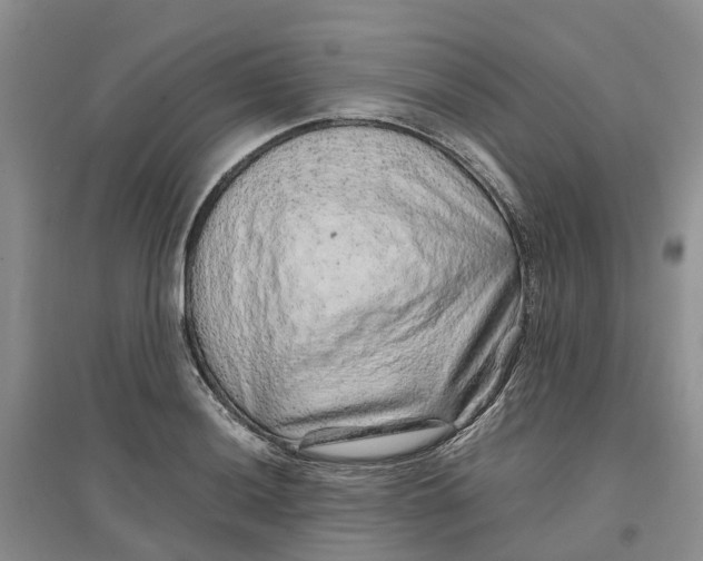 X0000096701036200802261600