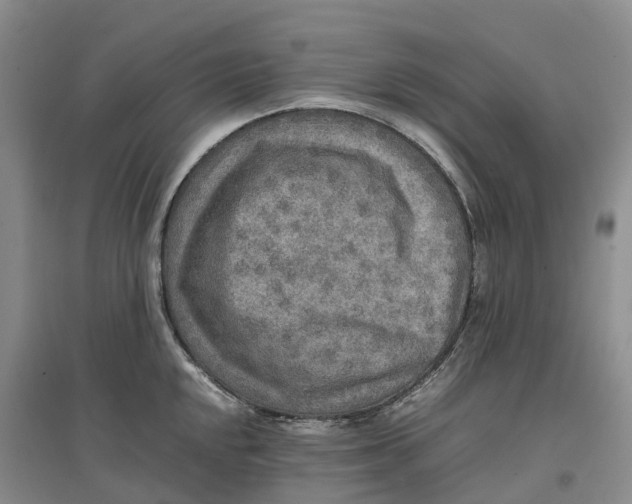 X0000096701048200802261600