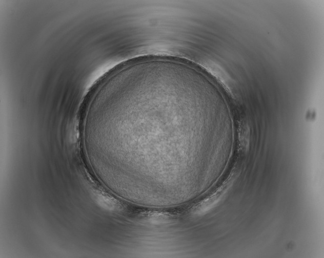 X0000096701070200802261559