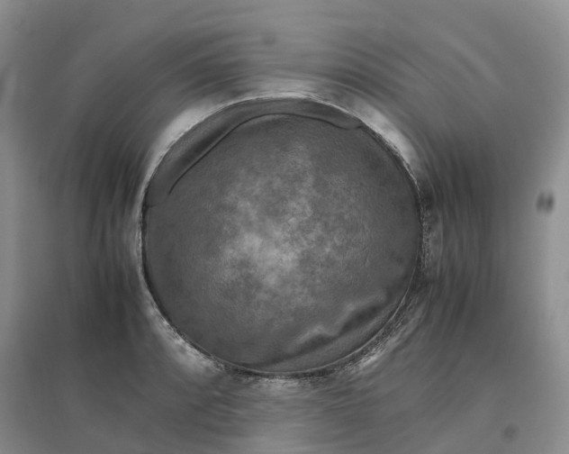 X0000096701088200802261559