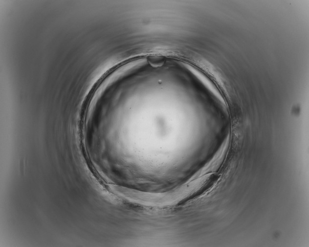 X0000096701091200802261559