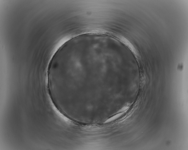 X0000096701095200802261559