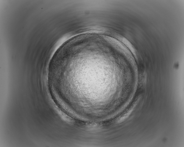 X0000096701099200802261559