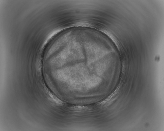 X0000096701115200802261558