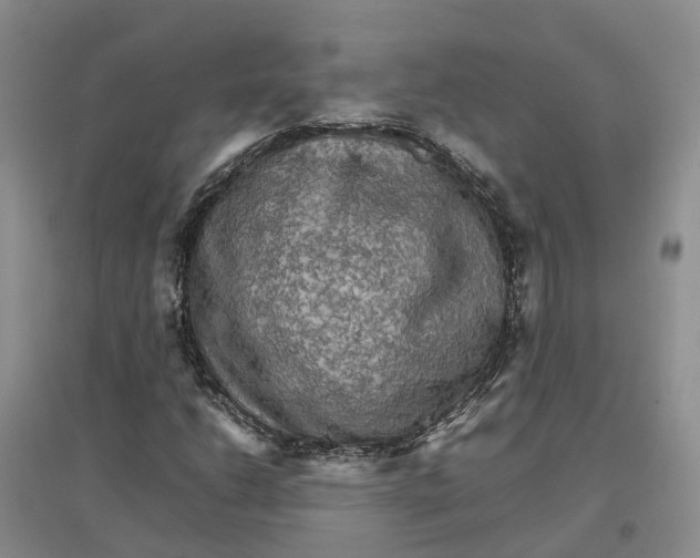 X0000096701206200802261556