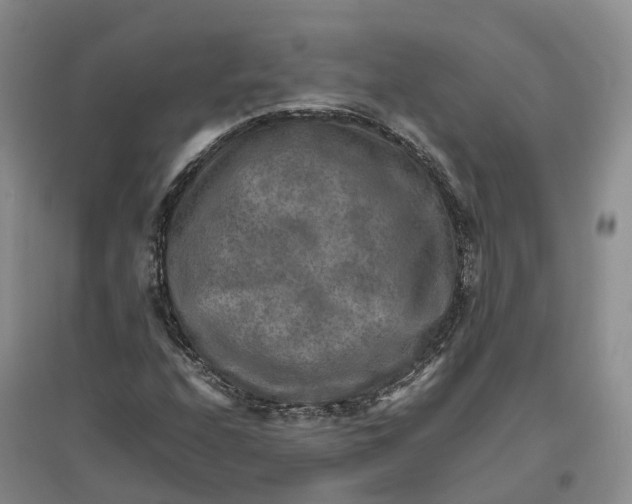 X0000096701208200802261556