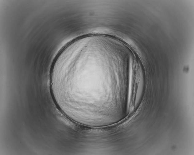 X0000096701232200802261557
