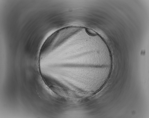 X0000096701248200802261557