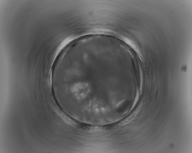 X0000096701275200802261556