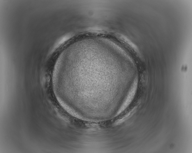 X0000096701302200802261555