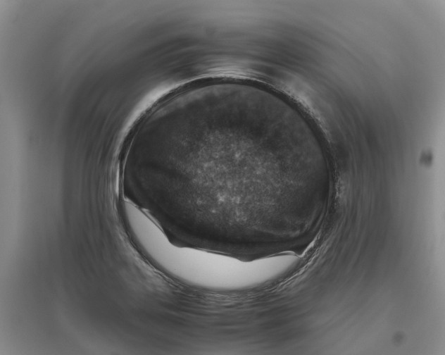 X0000096701323200802261555