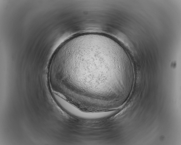 X0000096701325200802261555