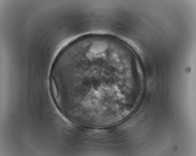 X0000096701327200802261555