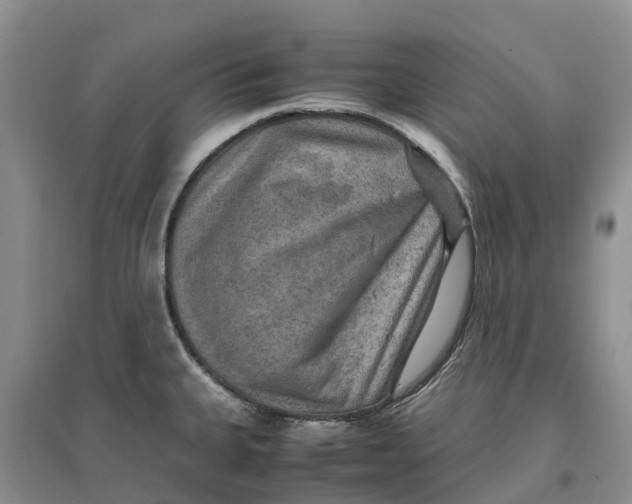 X0000096701335200802261555