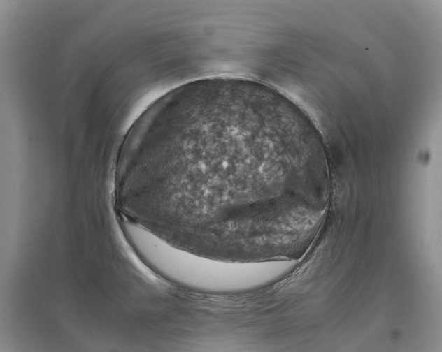 X0000096701383200802261554