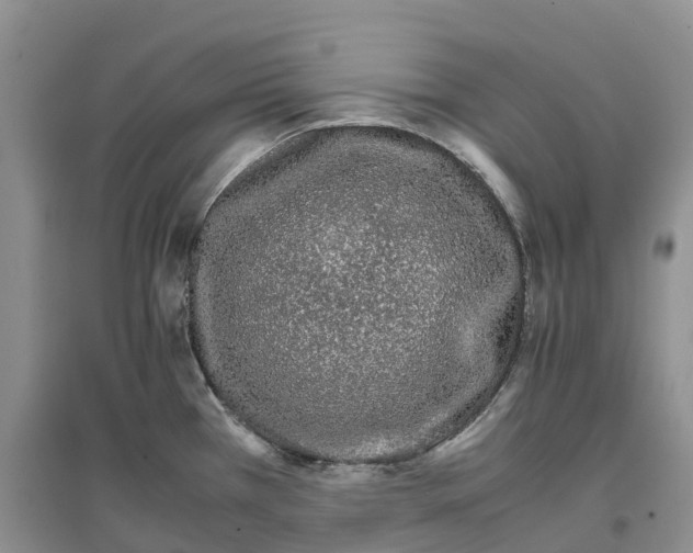 X0000096701385200802261554