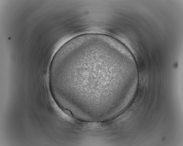 X0000096701387200802261554