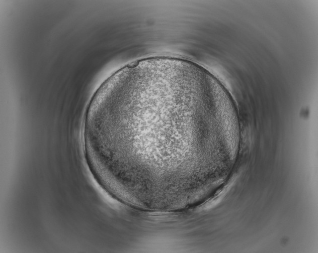 X0000096701391200802261554