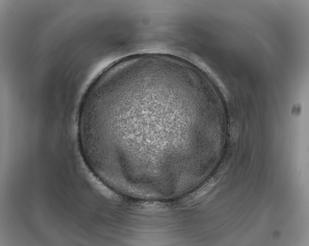 X0000096701416200802261554