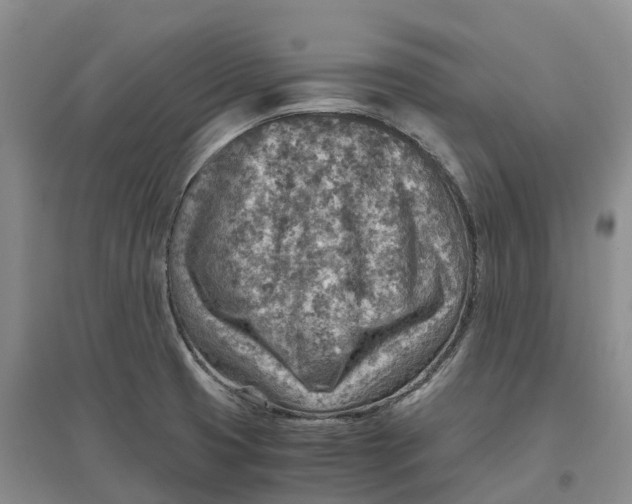 X0000096701425200802261554