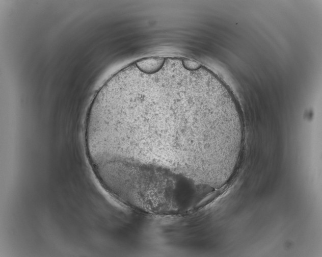 X0000096701429200802261554