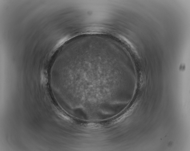 X0000096701449200802261553