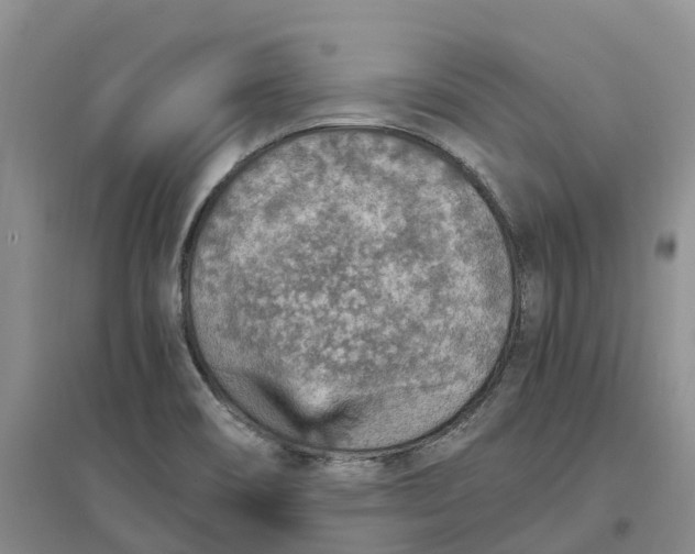 X0000096701466200802261553