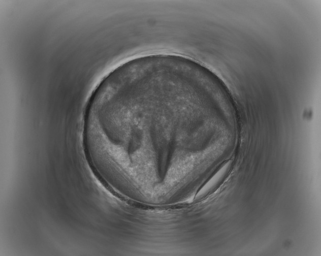X0000096701508200802261552