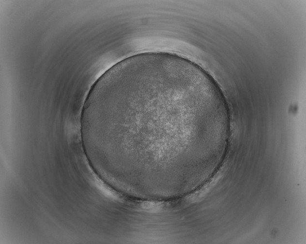 X0000096701521200802261552