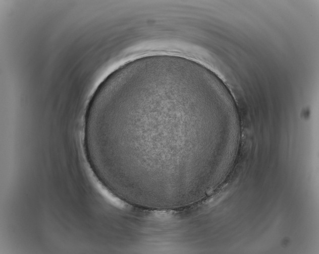 X0000096701523200802261552