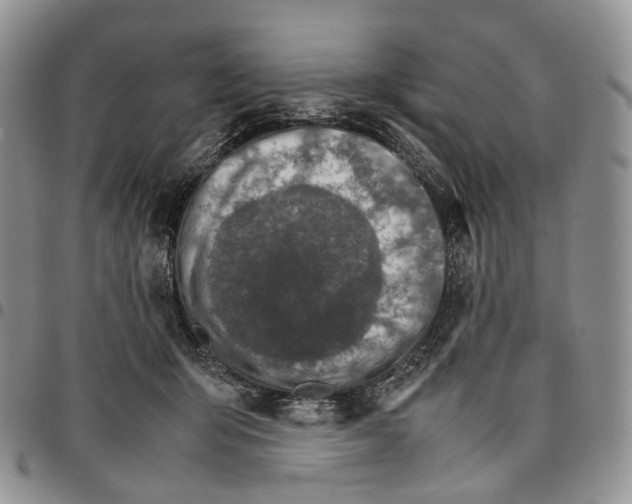X0000096700415200803041325