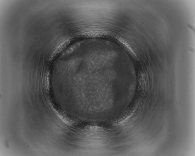 X0000096700590200803041323