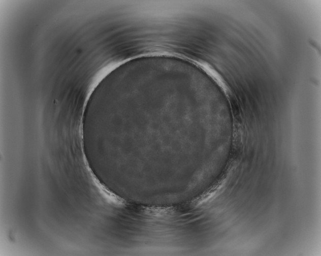 X0000096700951200803041318