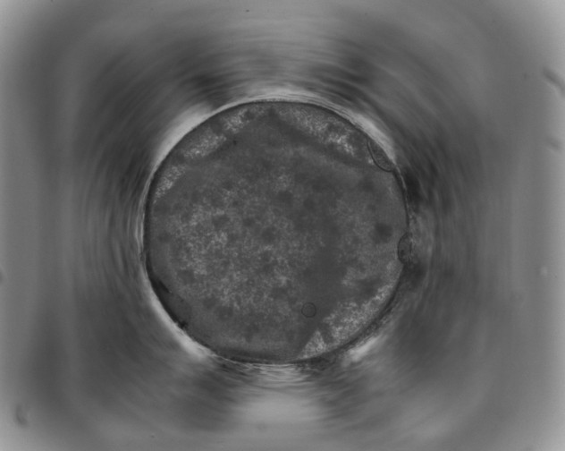 X0000096701007200803041317