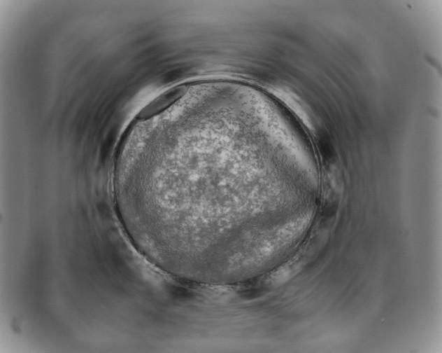X0000096701101200803041316