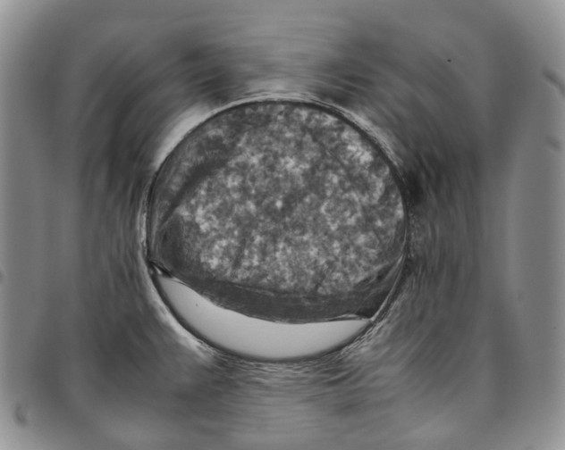 X0000096701383200803041312