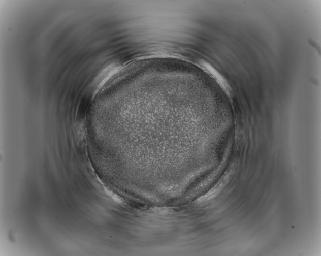 X0000096701385200803041312