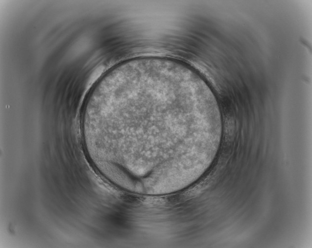 X0000096701466200803041311