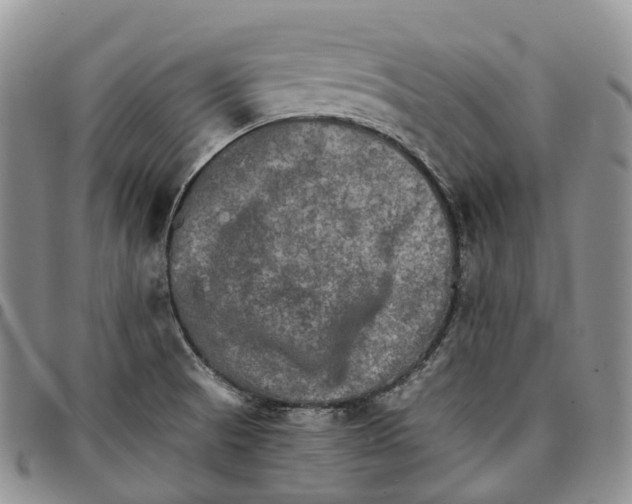X0000096701521200803041311