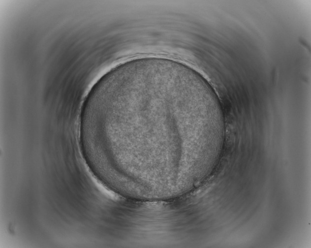 X0000096701523200803041311