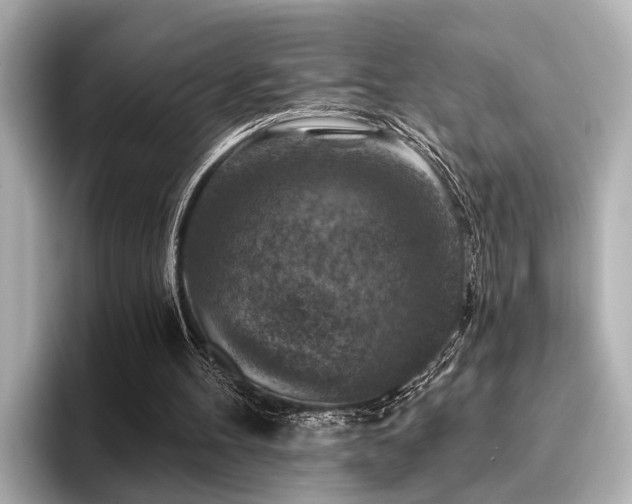 X0000096710100200802051430