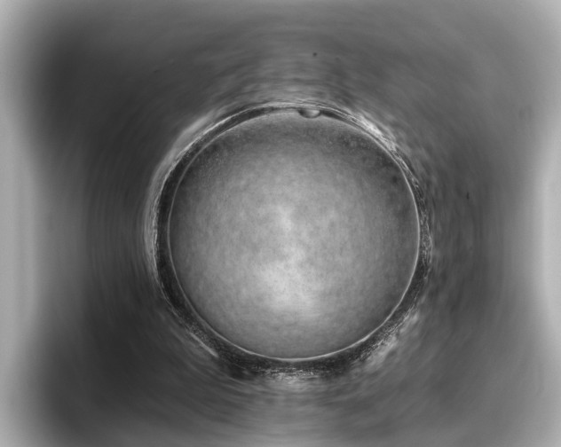 X0000096710199200802051428