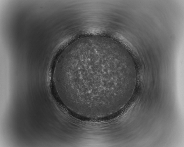 X0000096710640200802051422