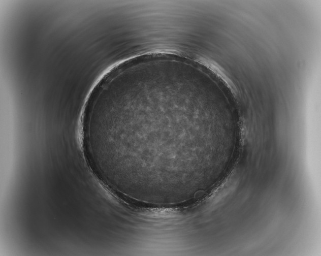 X0000096711024200802051416